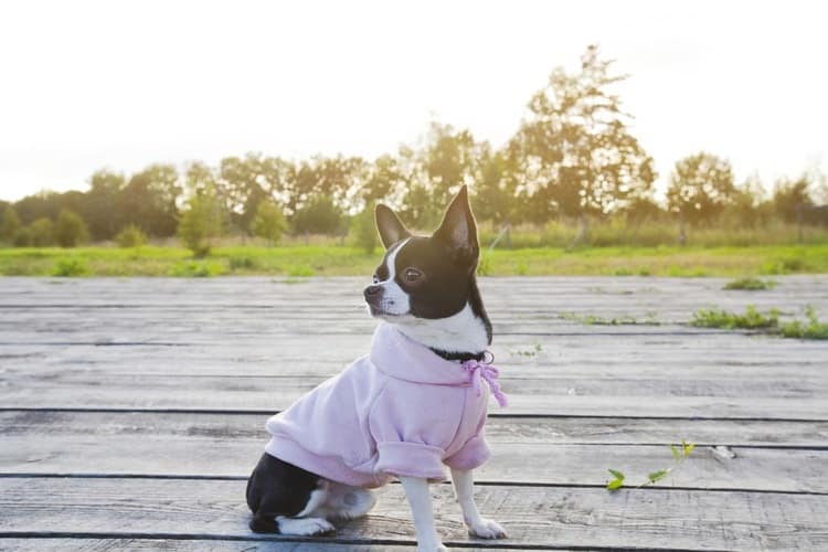 The 25 Best Dog Hoodies of 2019 - Pet Life Today