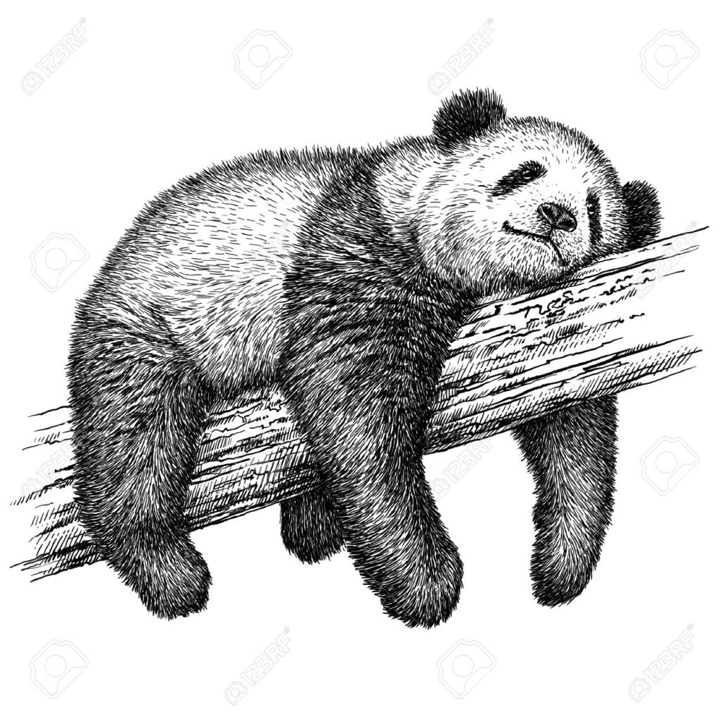 1696900571_Panda-Bear-Tattoo-Ideas.jpg