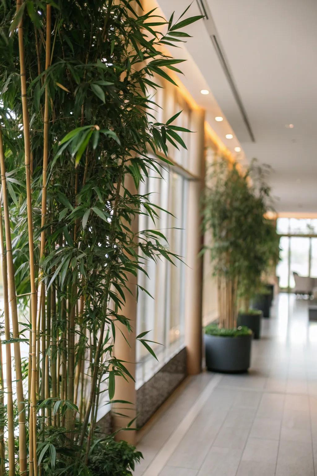 Delineate your area through a natural botanical partition.