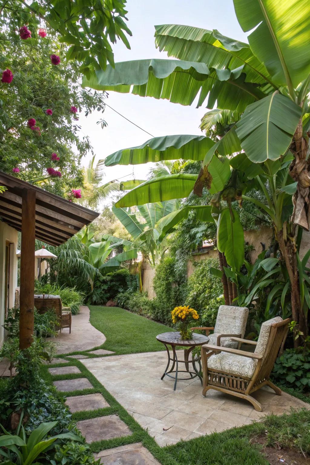 Enhance your patio with the tropical allure of banana trees.