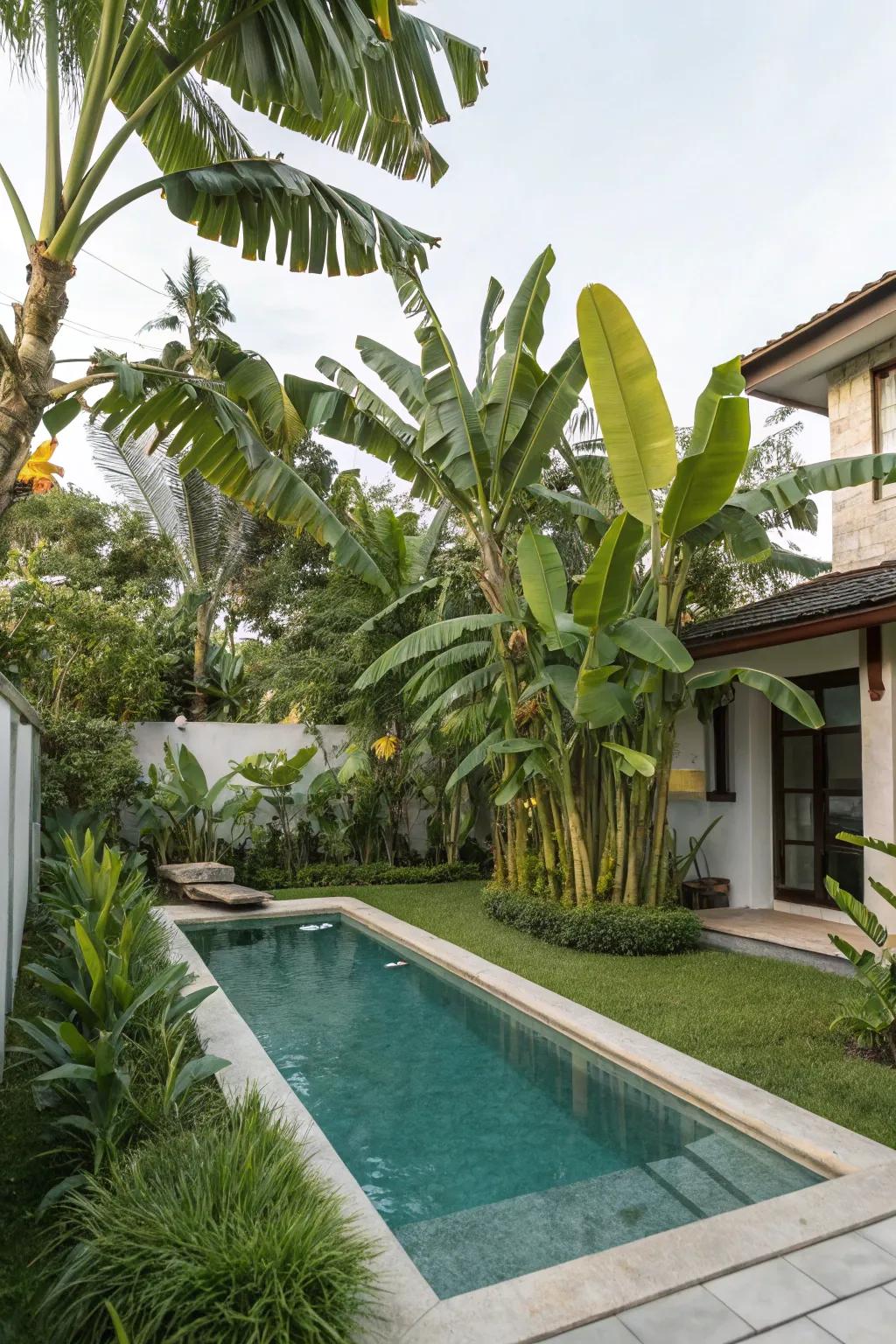 Craft your tropical escape with poolside banana trees.