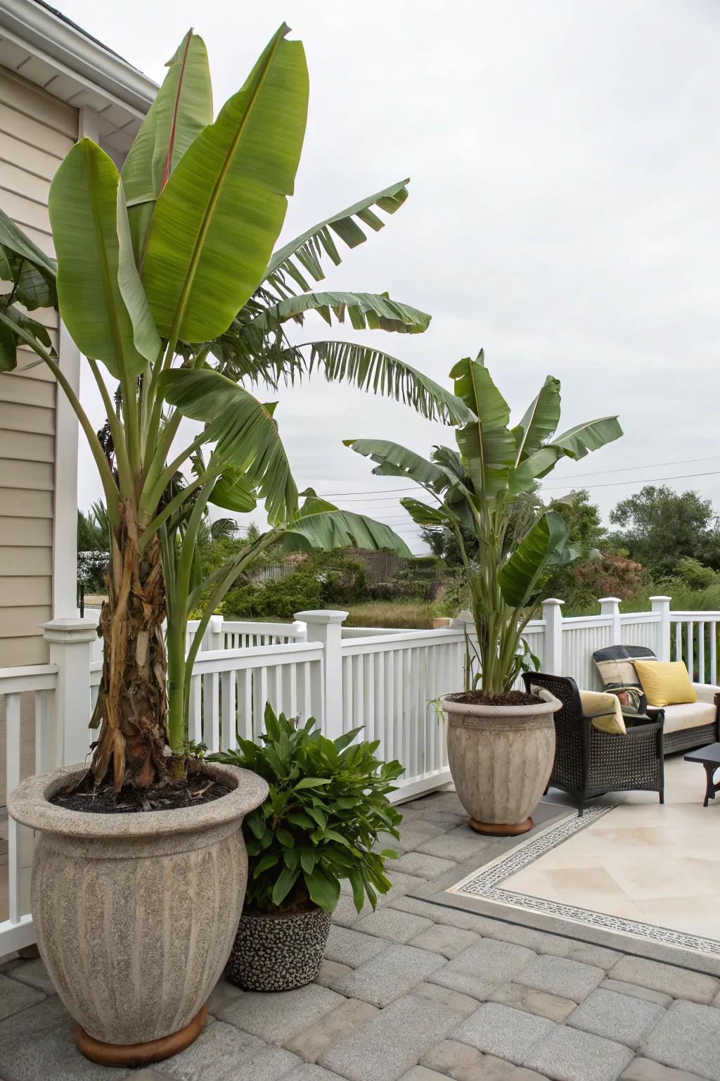 Embrace flexibility by growing banana trees in decorative containers.