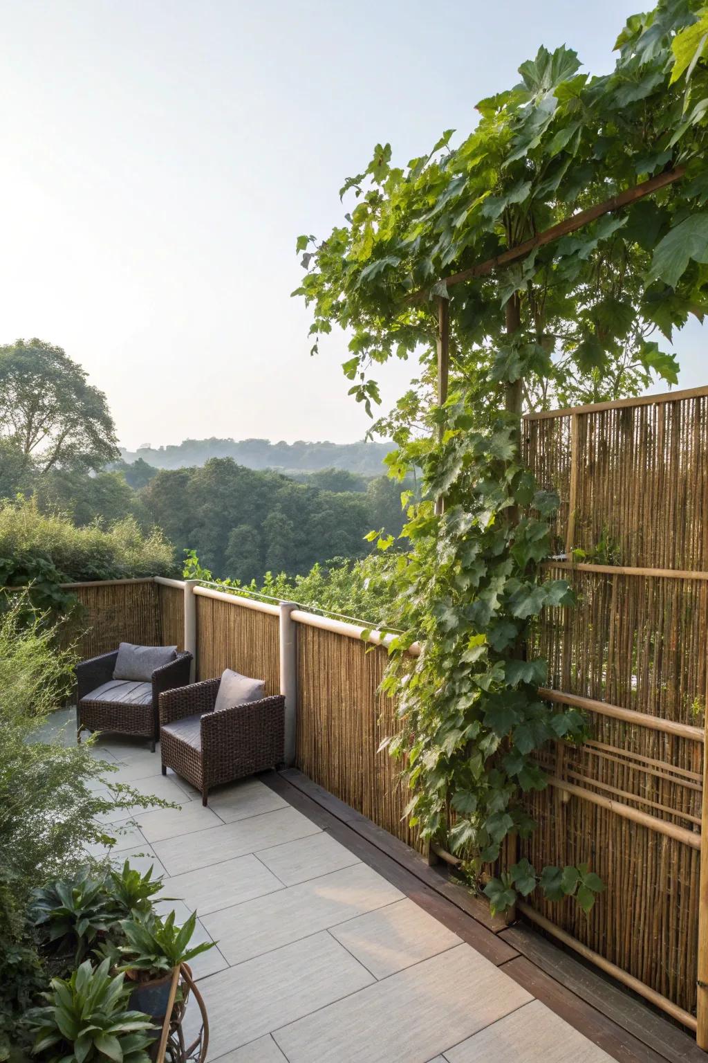 Natural privacy screens offer seclusion and style.
