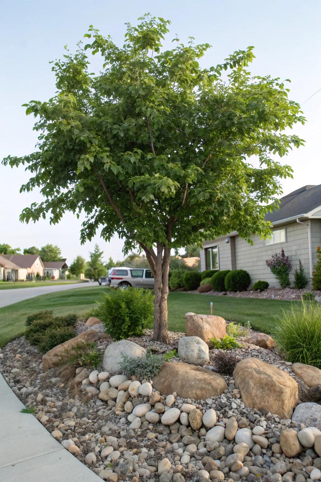 Stones and granules construct a distinctive and artistic tree foundation.