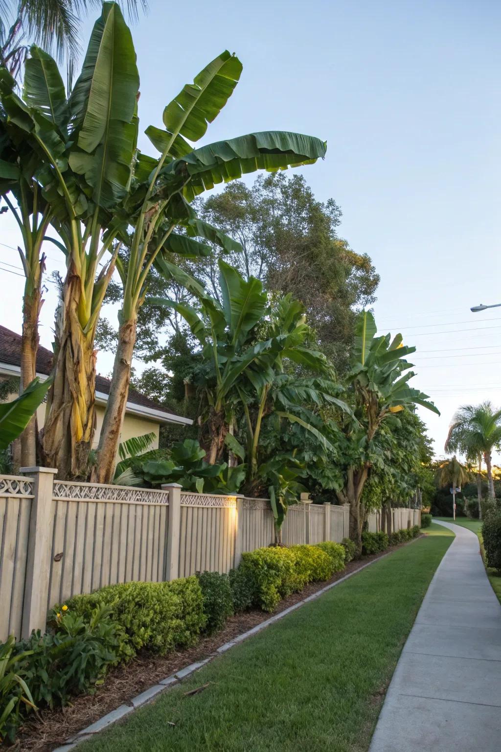 Banana trees serve as stunning natural privacy screens.